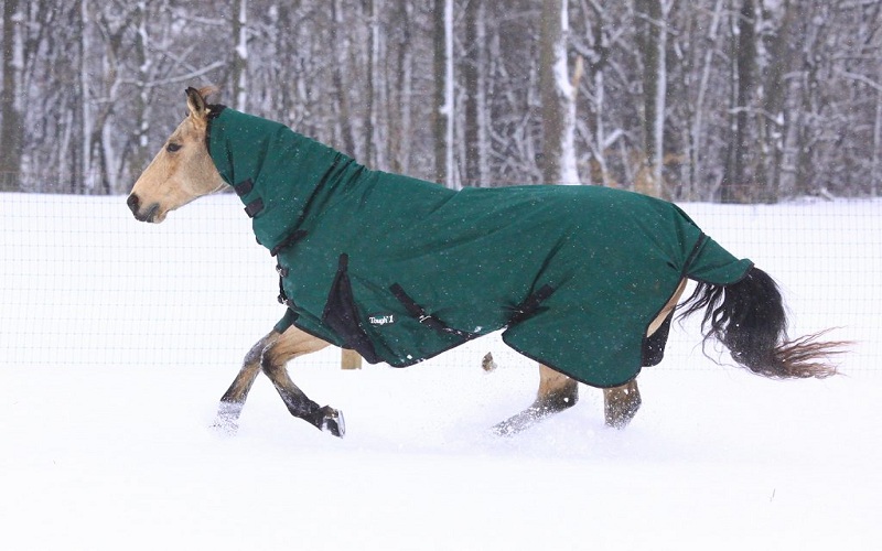 Common Myths about Horse Blanketing Debunked